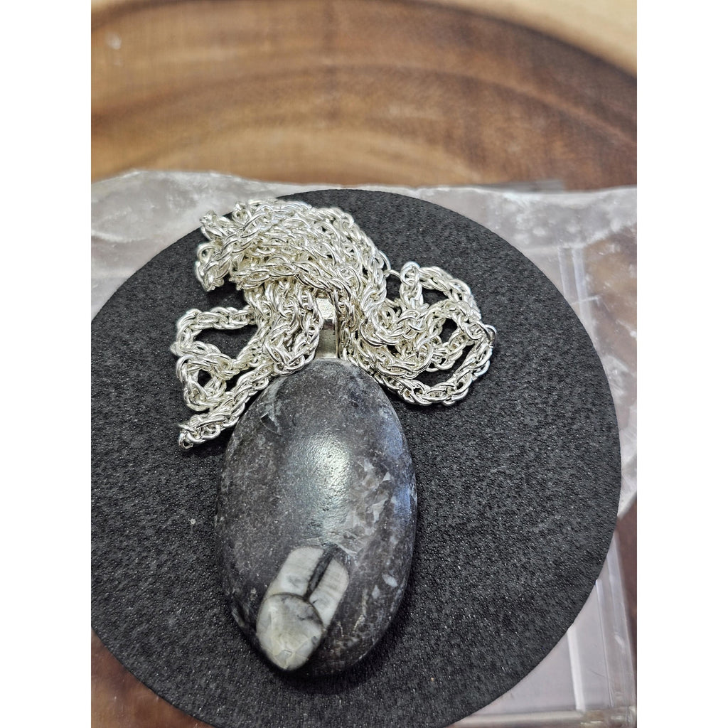 Orthoceras fossil pendant w/925 silver by CrystalCloud Company