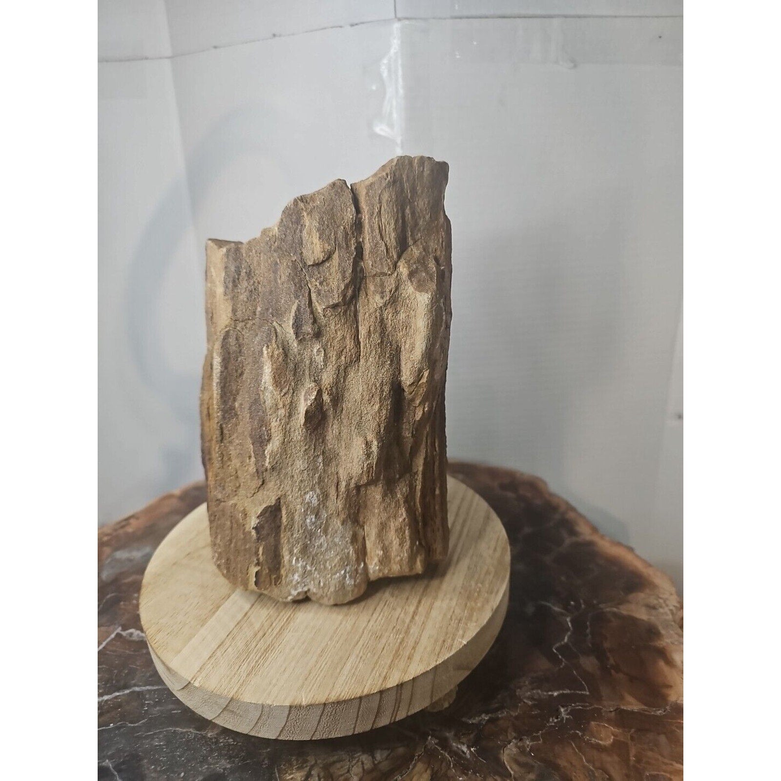❤️‍🔥Texas Petrified Wood! Raw Cool Details W/Stand Great Display by CrystalCloud Company