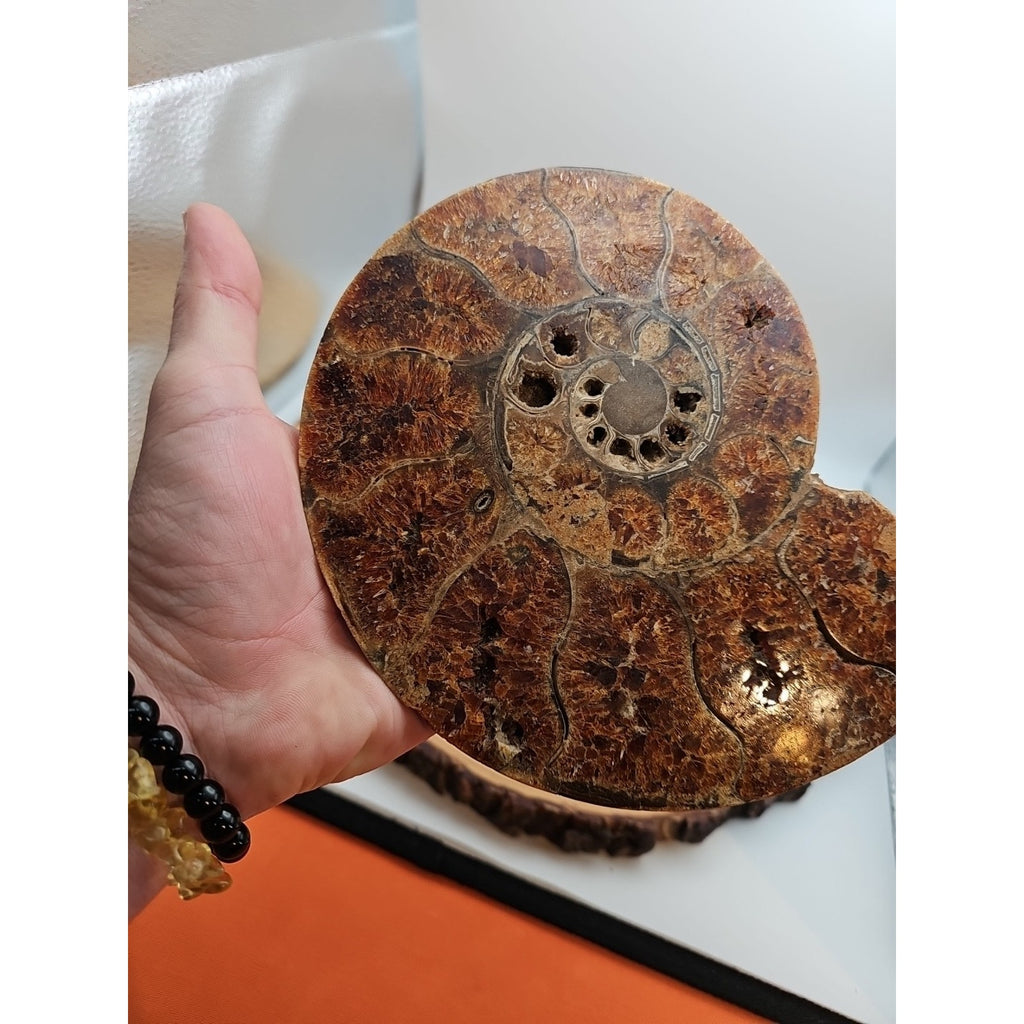 2.36LB Rare! Natural Ammonite Fossil Specimen Shell Madagascar by CrystalCloud Company