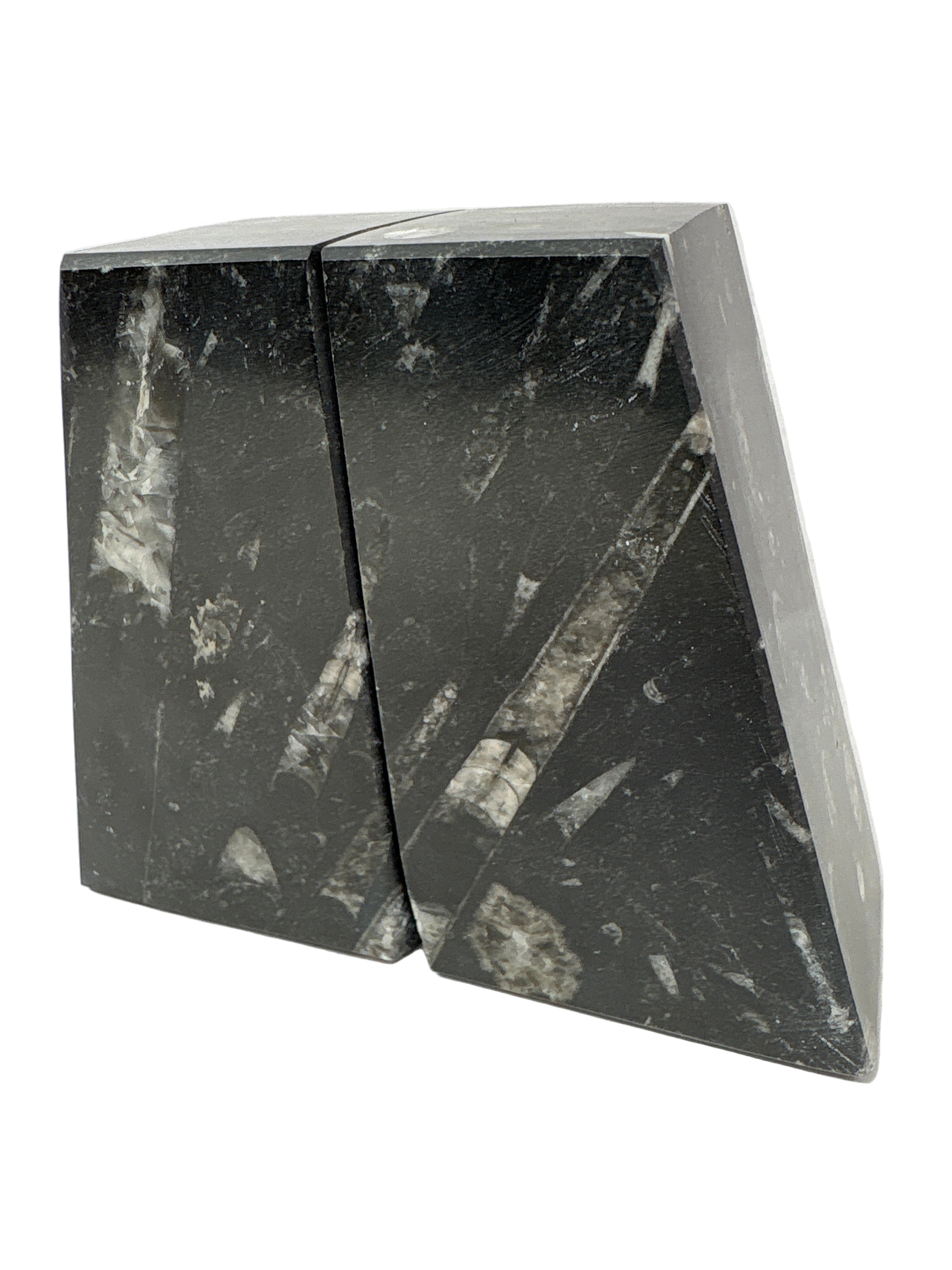 Ammonite and Orthoceras Fossil Bookends in Black Seabed - Trapezoid