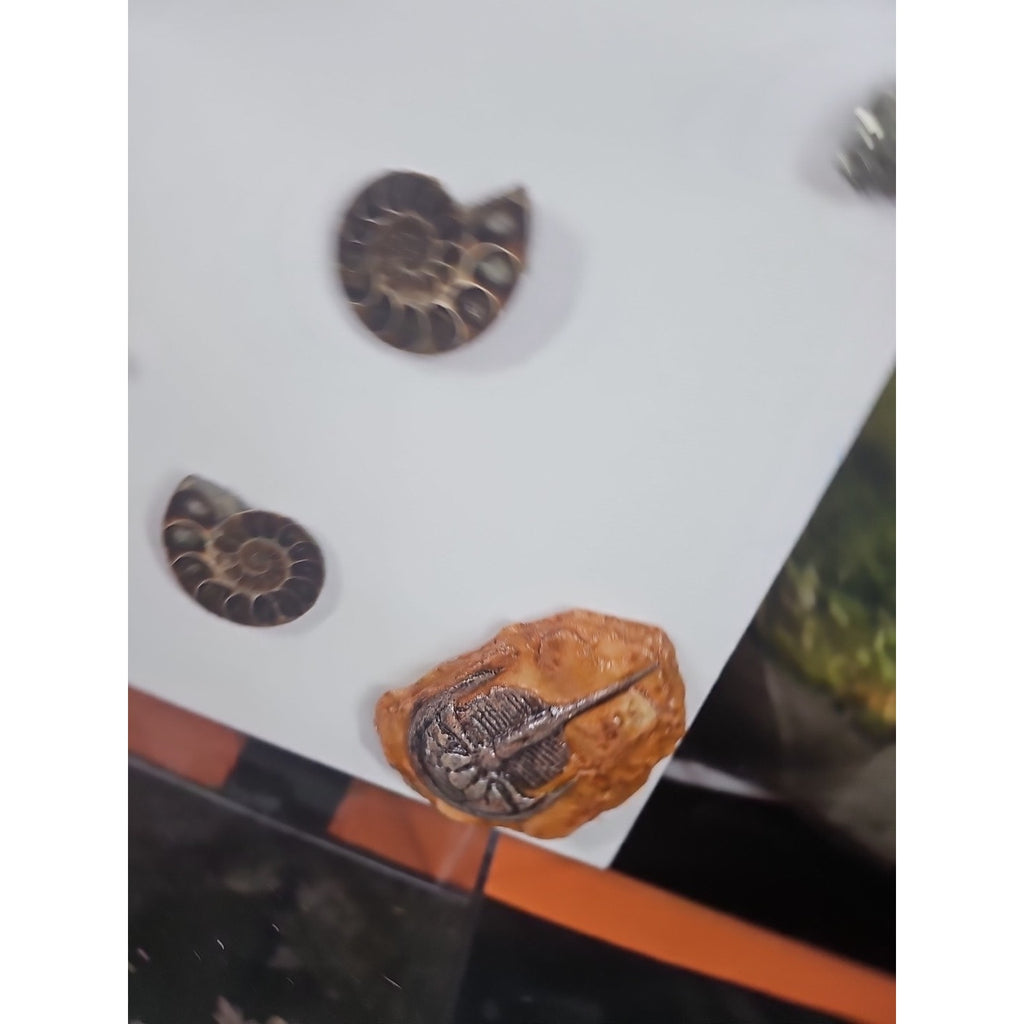 Ammonite Fossil Polished Art by CrystalCloud Company