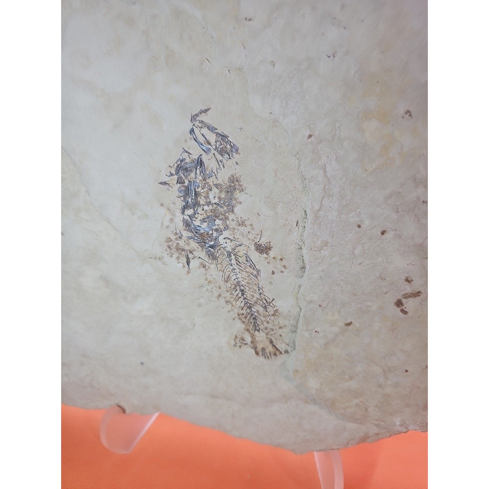 6lbs Fish fossil plate W/stand by CrystalCloud Company