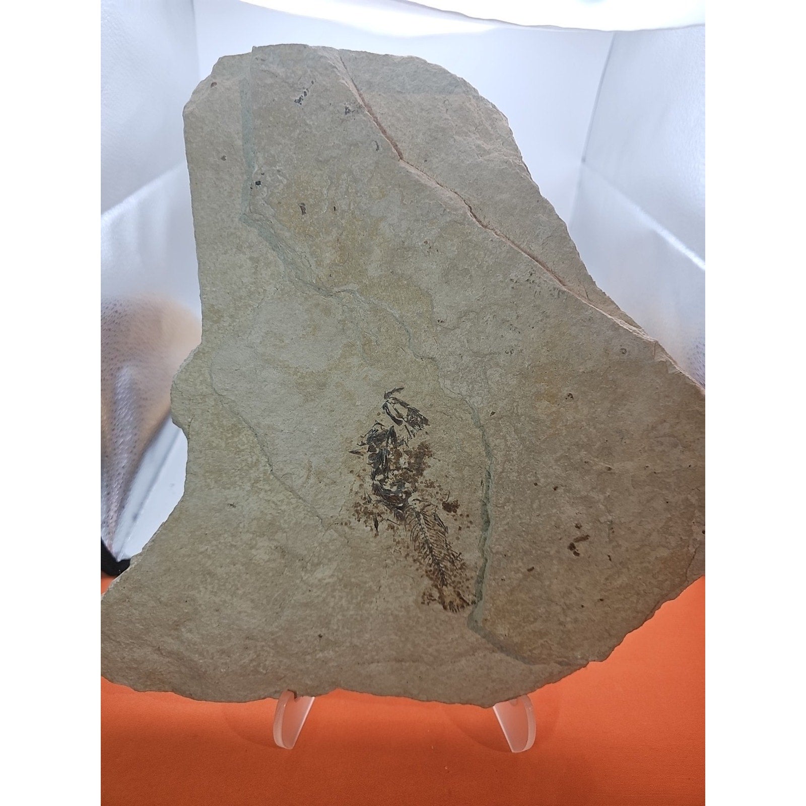 6lbs Fish fossil plate W/stand by CrystalCloud Company