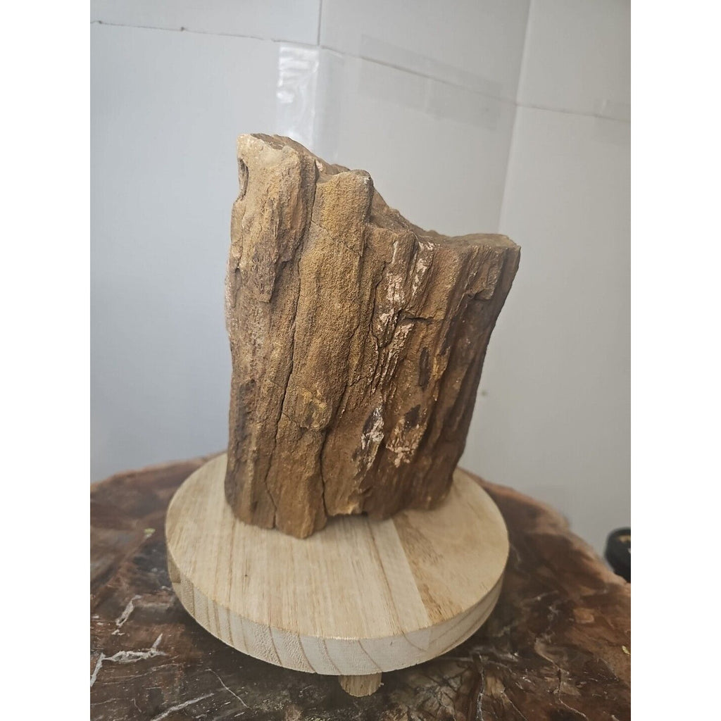 ❤️‍🔥Texas Petrified Wood! Raw Cool Details W/Stand Great Display by CrystalCloud Company