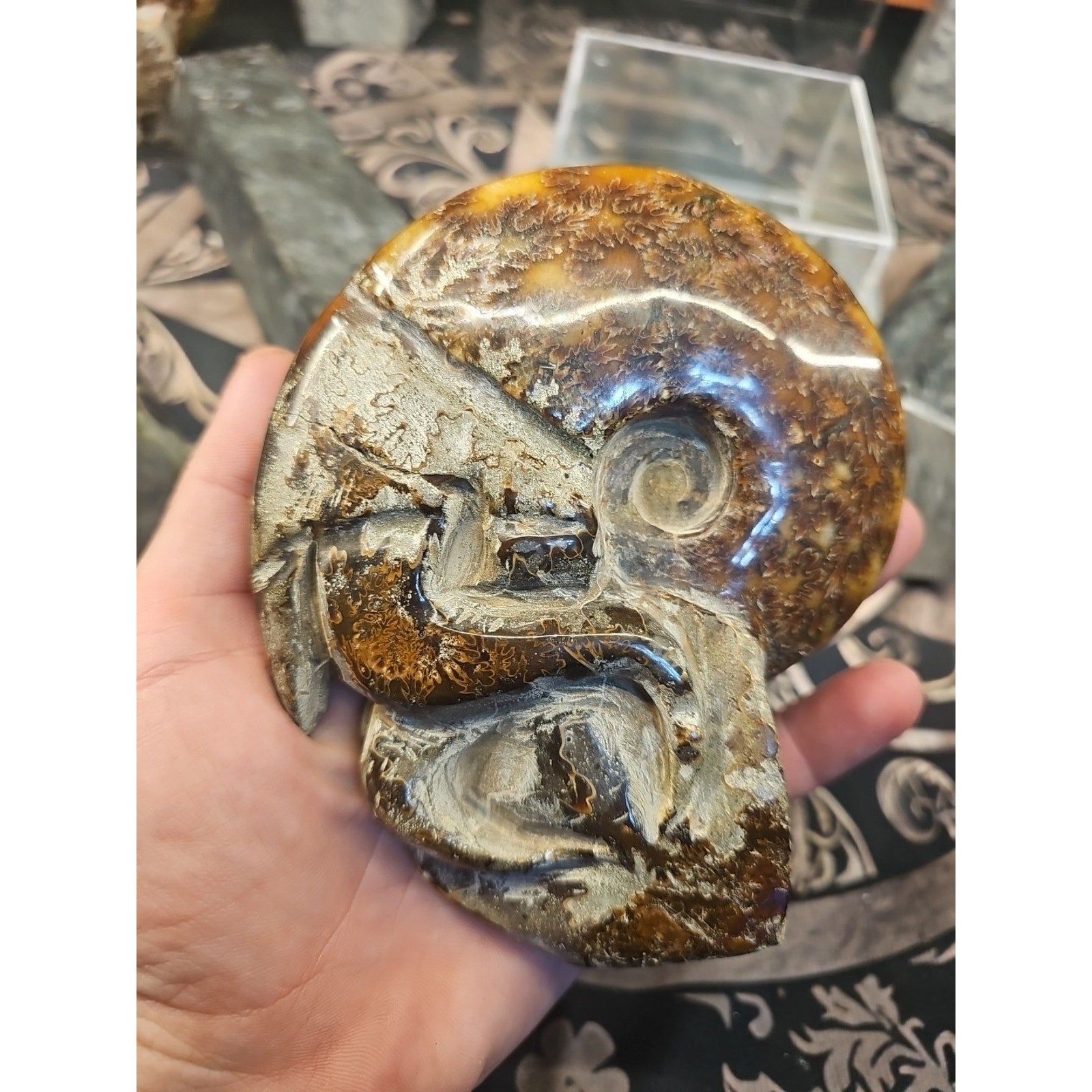 1.26LB Rare! Natural Tentacle Ammonite FossilSpecimen Shell Healing Madagascar by CrystalCloud Company