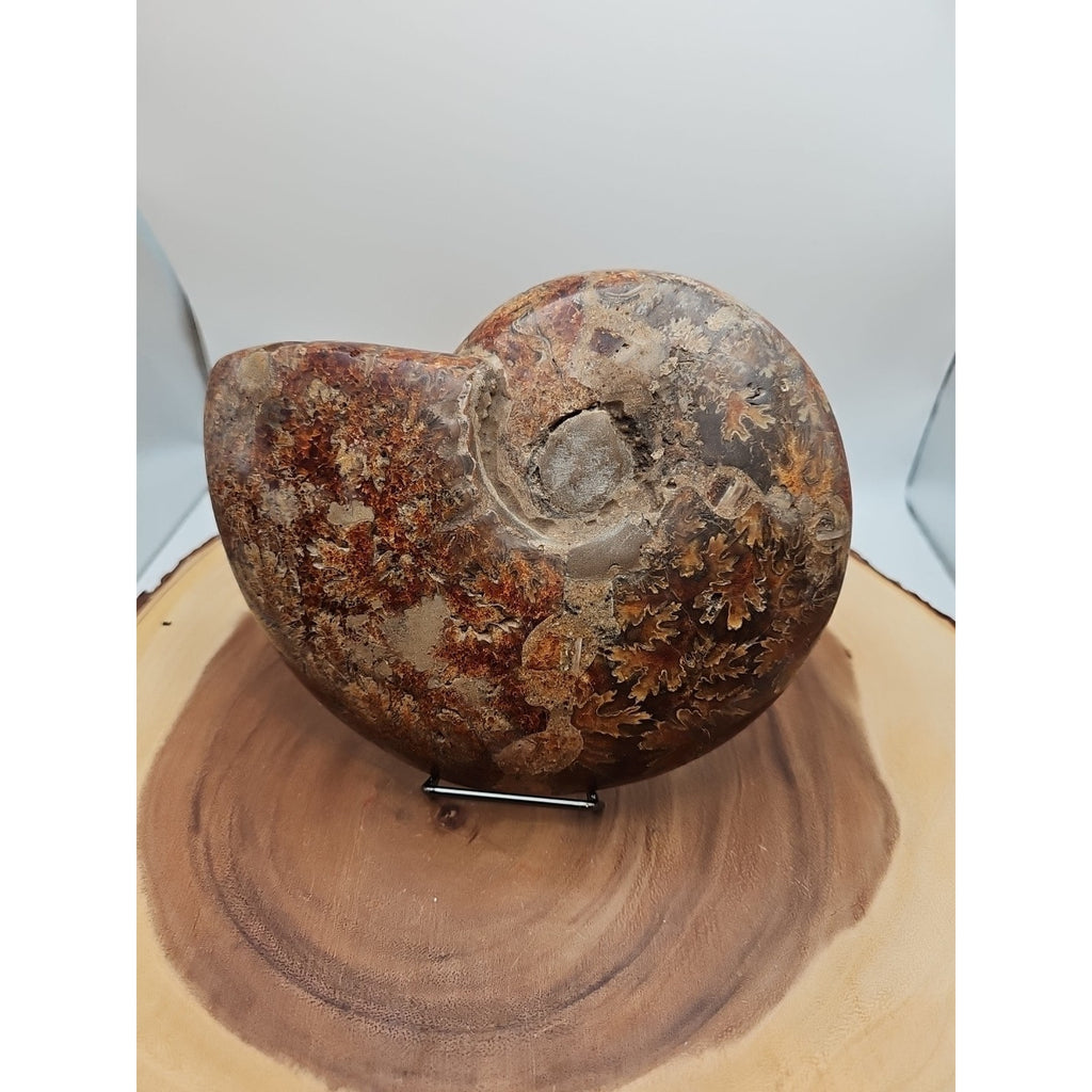 2.36LB Rare! Natural Ammonite Fossil Specimen Shell Madagascar by CrystalCloud Company