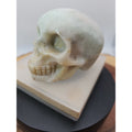 1lb Natural Jasper Calcite Skulls Crystal Carving Mixed Stones Healing by CrystalCloud Company