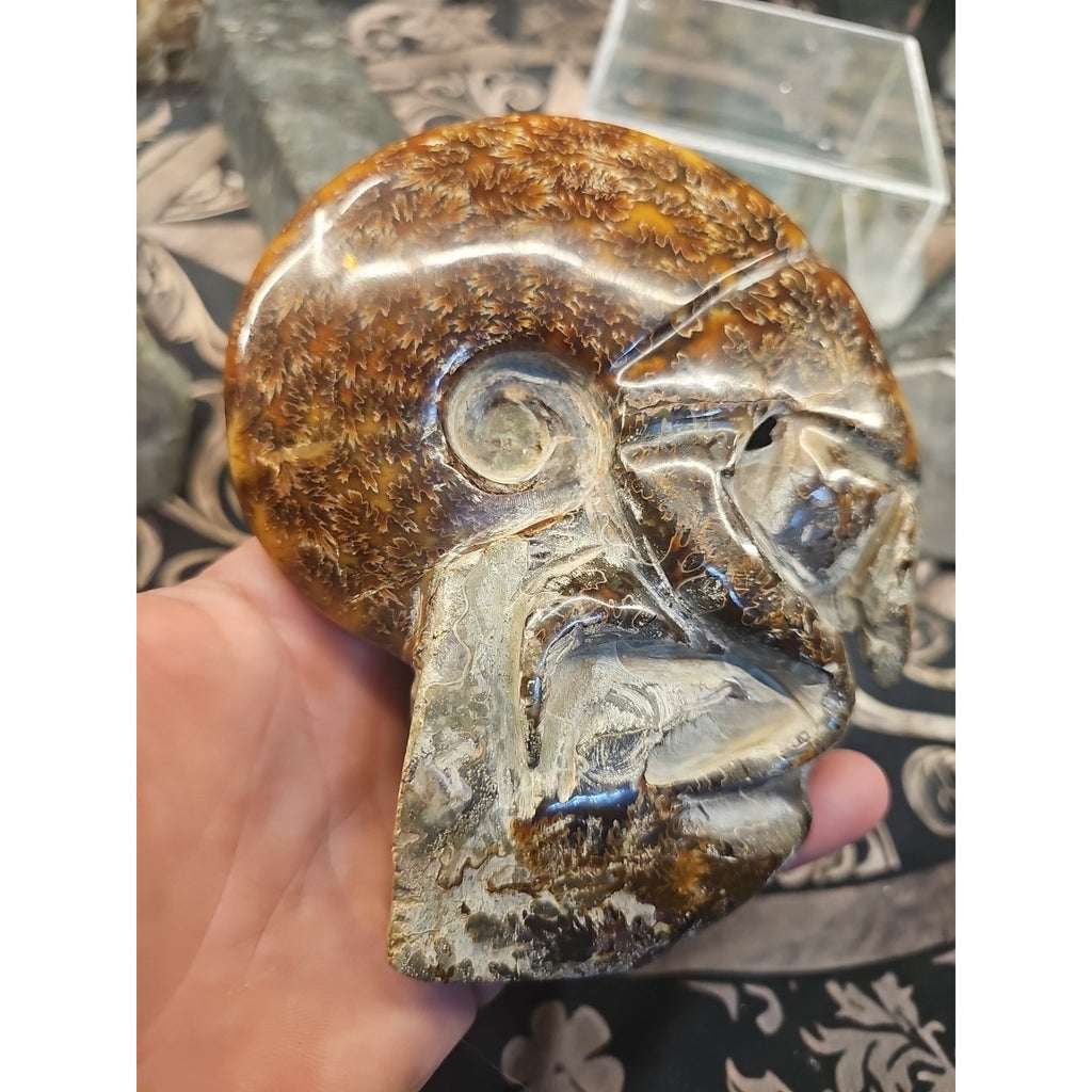 1.26LB Rare! Natural Tentacle Ammonite FossilSpecimen Shell Healing Madagascar by CrystalCloud Company