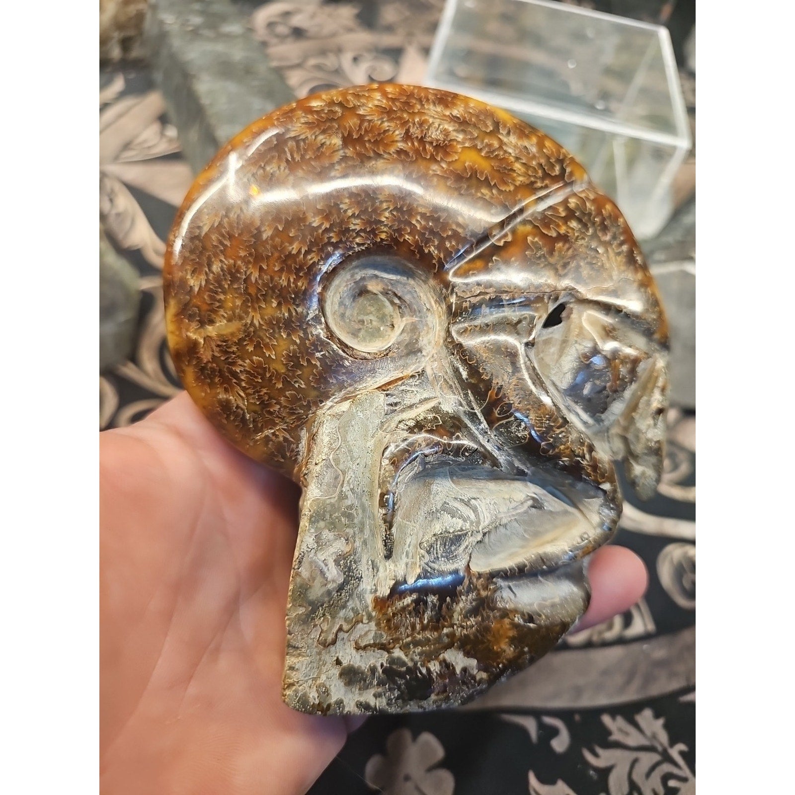 1.26LB Rare! Natural Tentacle Ammonite FossilSpecimen Shell Healing Madagascar by CrystalCloud Company
