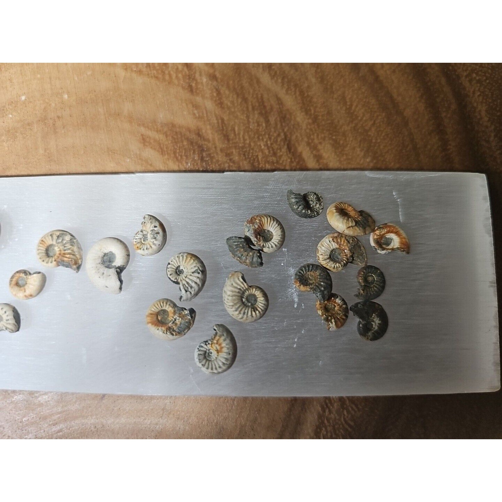25pcs 8-13mm Pleuroceras AMMONITE Fossil lot Mollusk 13 W/ Selenite Base by CrystalCloud Company