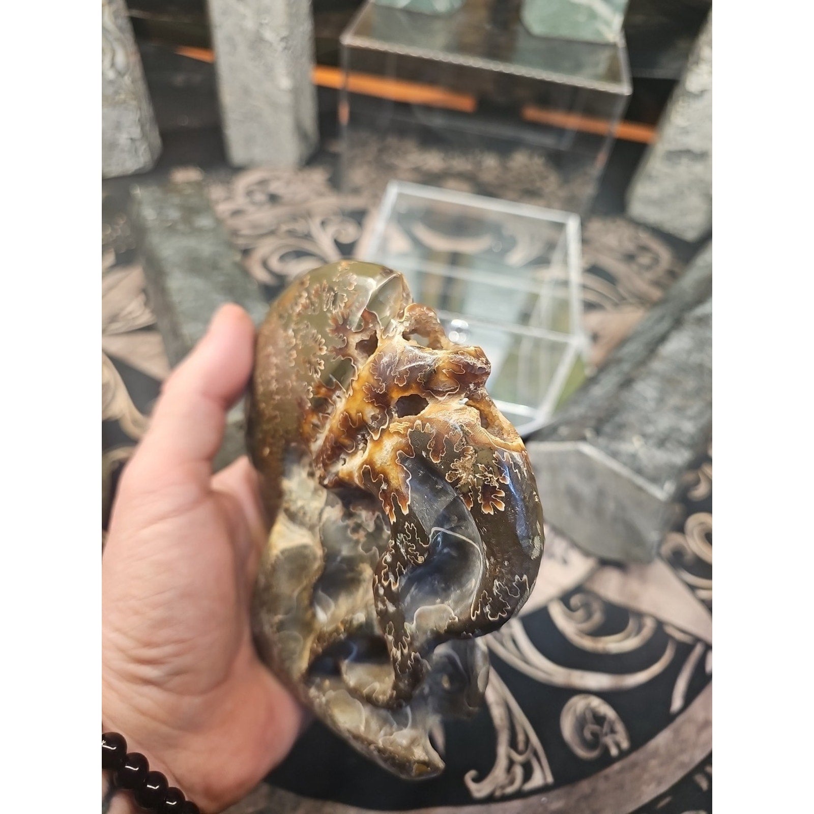 1.32LB Rare! Natural Tentacle Ammonite FossilSpecimen Shell Healing Madagascar by CrystalCloud Company
