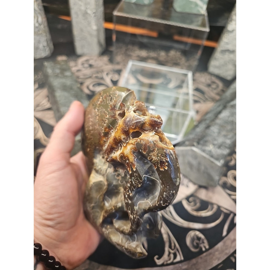 Natural Tentacle Ammonite Fossil Madagascar by CrystalCloud Company