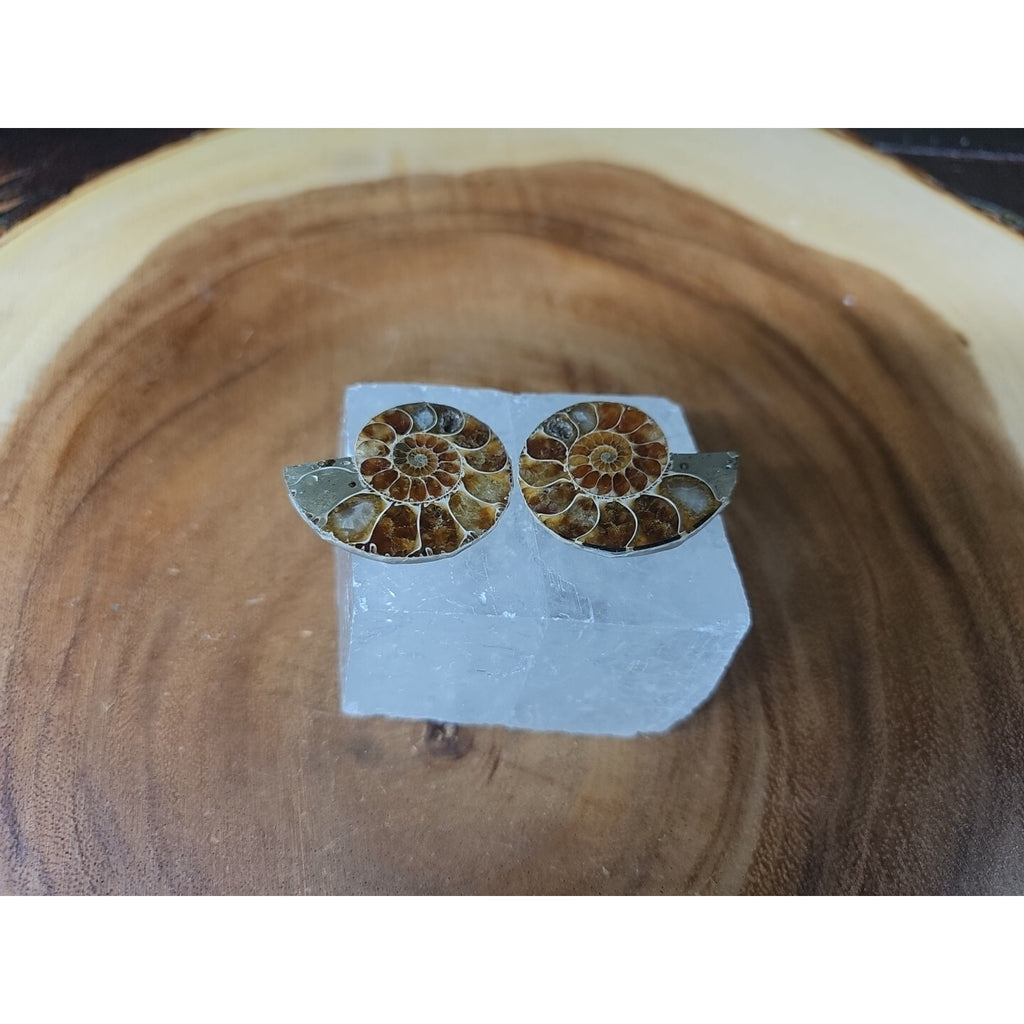 Ammonite Fossil W/Selenite Base 260g by CrystalCloud Company