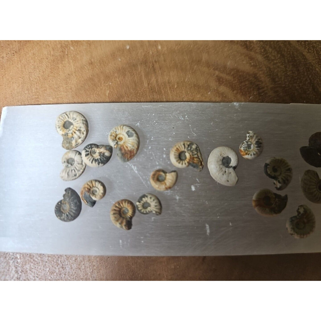 25pcs 8-13mm Pleuroceras AMMONITE Fossil lot Mollusk 13 W/ Selenite Base by CrystalCloud Company