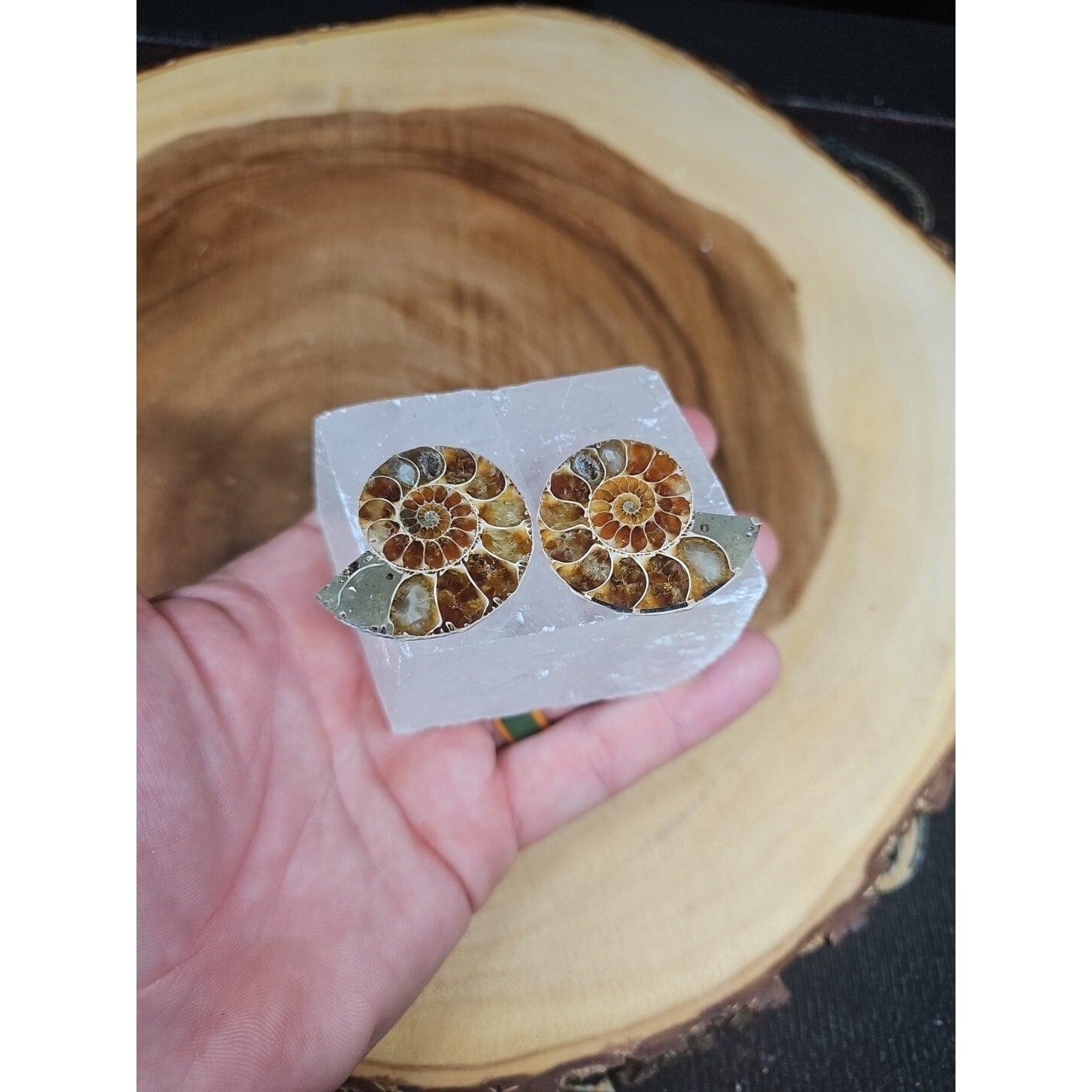 Ammonite Fossil W/Selenite Base 260g by CrystalCloud Company