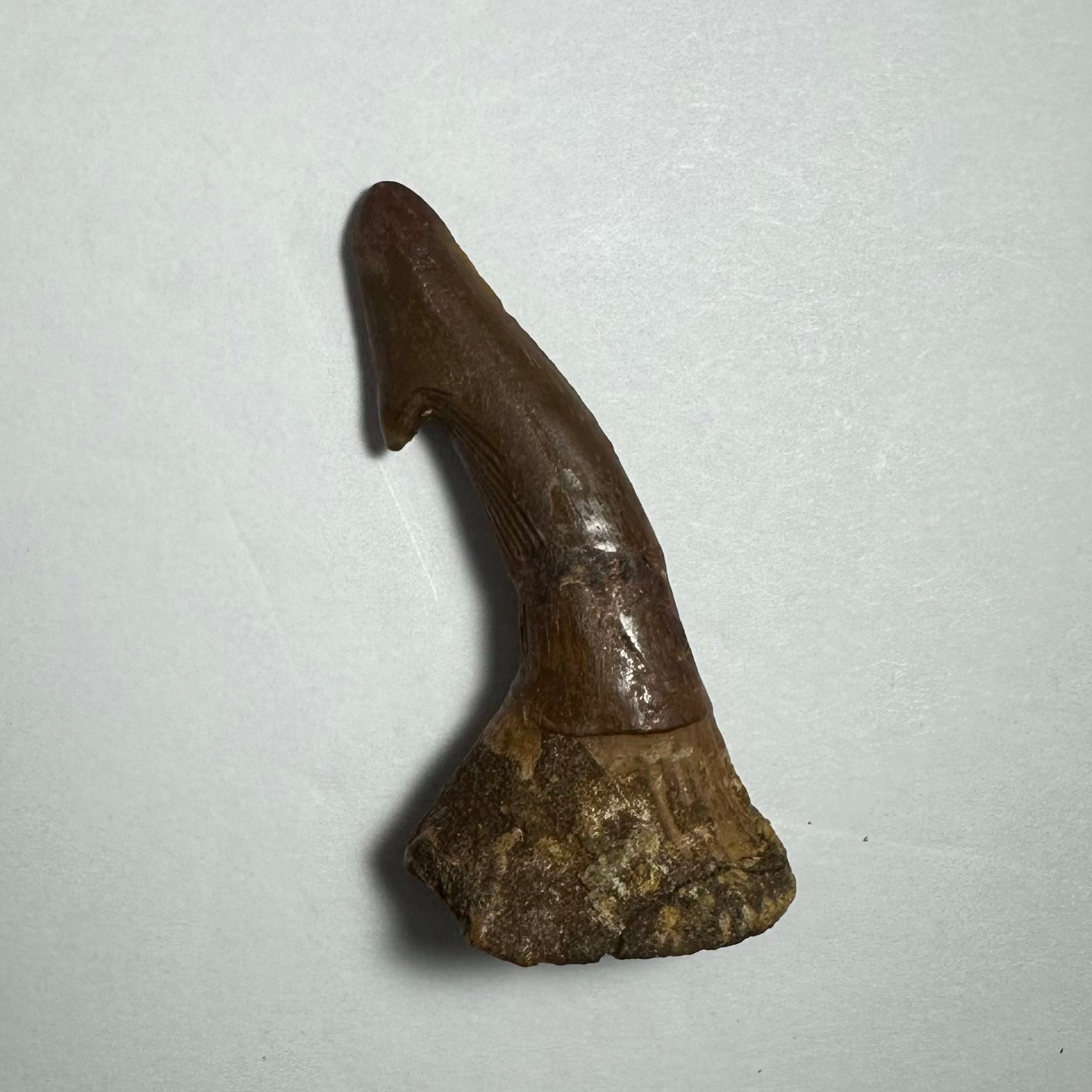 Onchopristis Barb/Tooth (MD)