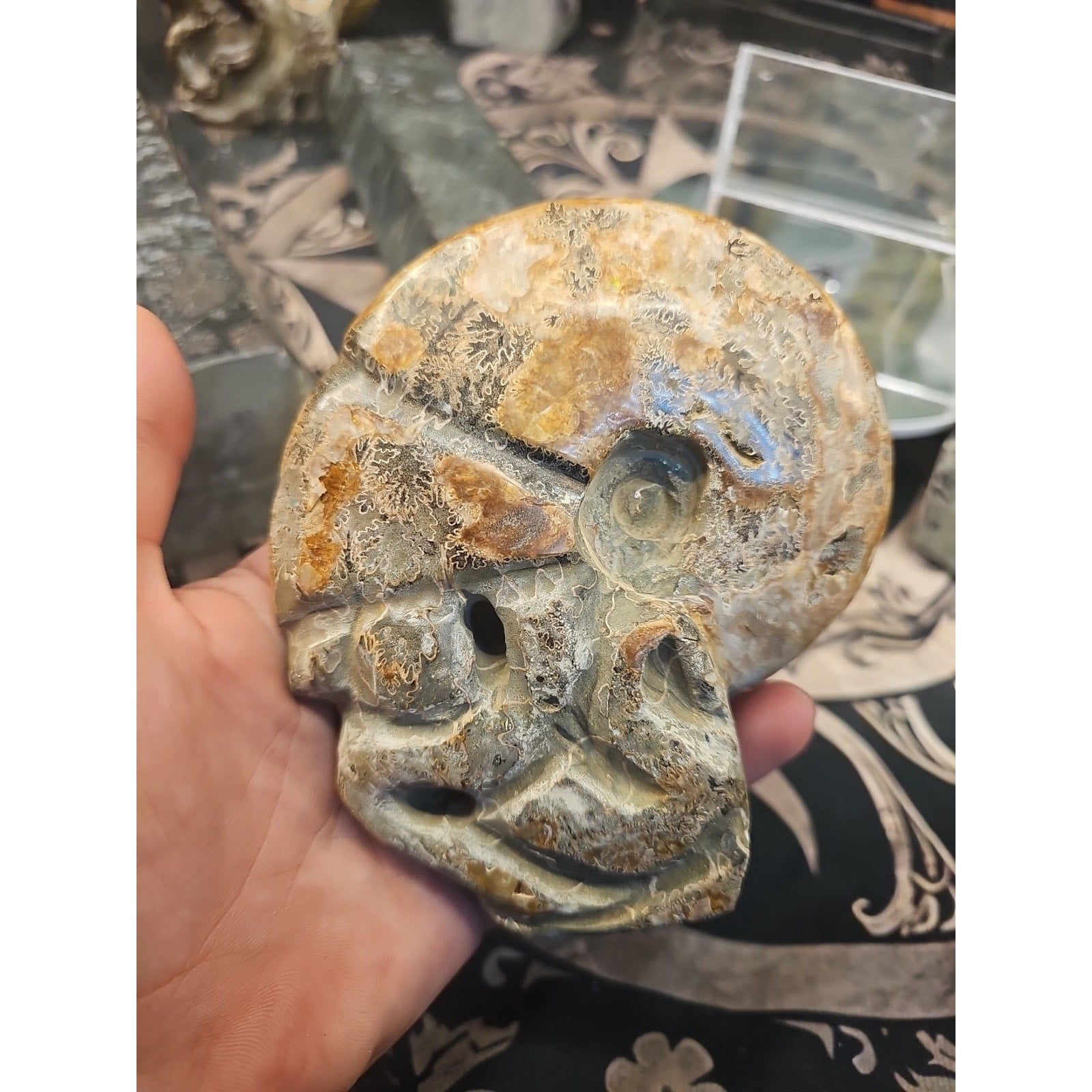 1.12LB Natural Madagascar Ammonite Fossil - Ancient Geometry Specimen | CrystalCloud Company by CrystalCloud Company