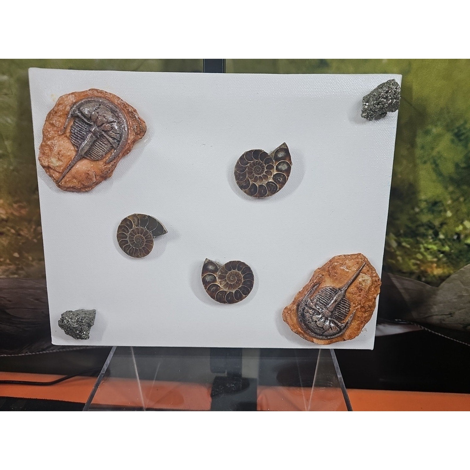 Ammonite Fossil Polished Art by CrystalCloud Company