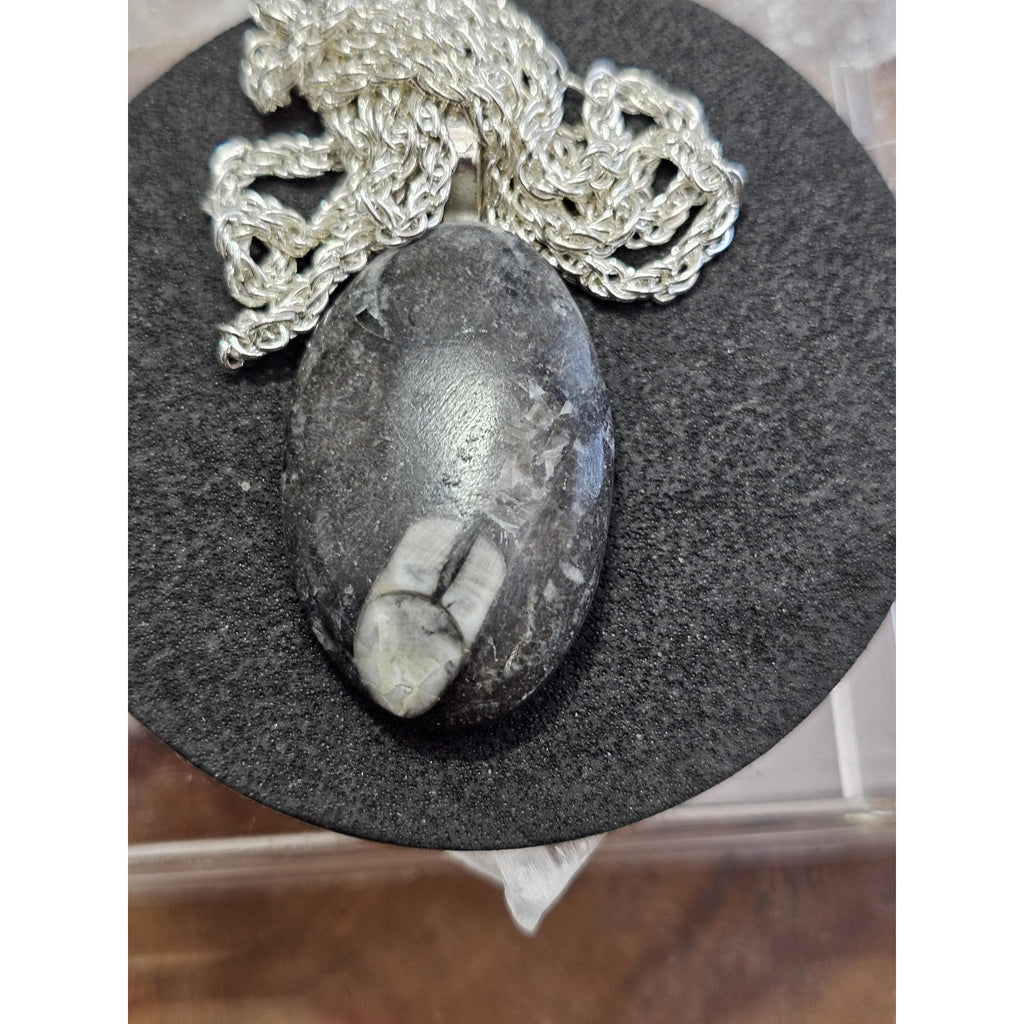 Orthoceras fossil pendant w/925 silver by CrystalCloud Company