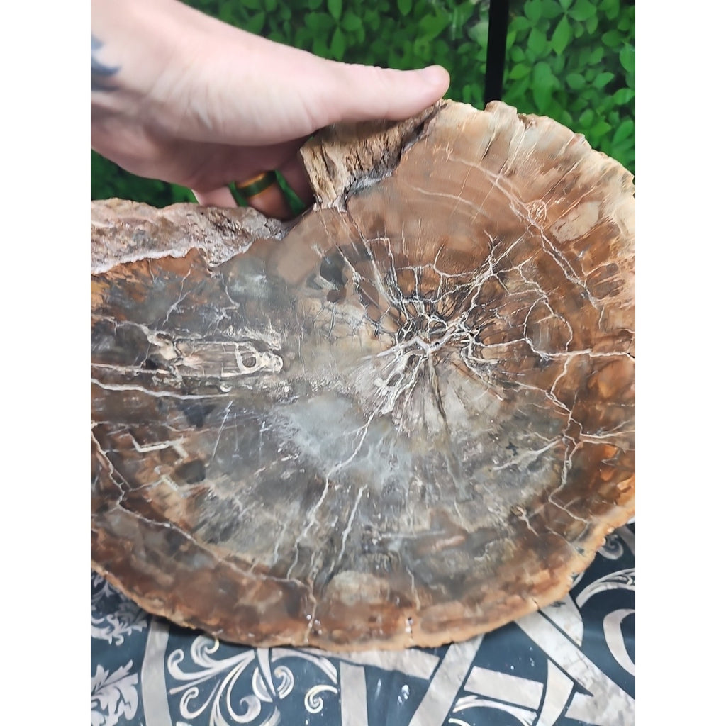 27.3 lb Fossil Wood Quartz Hedgehog Sculpture — Artisan Mineral Statement Piece | CrystalCloud Company by CrystalCloud Company