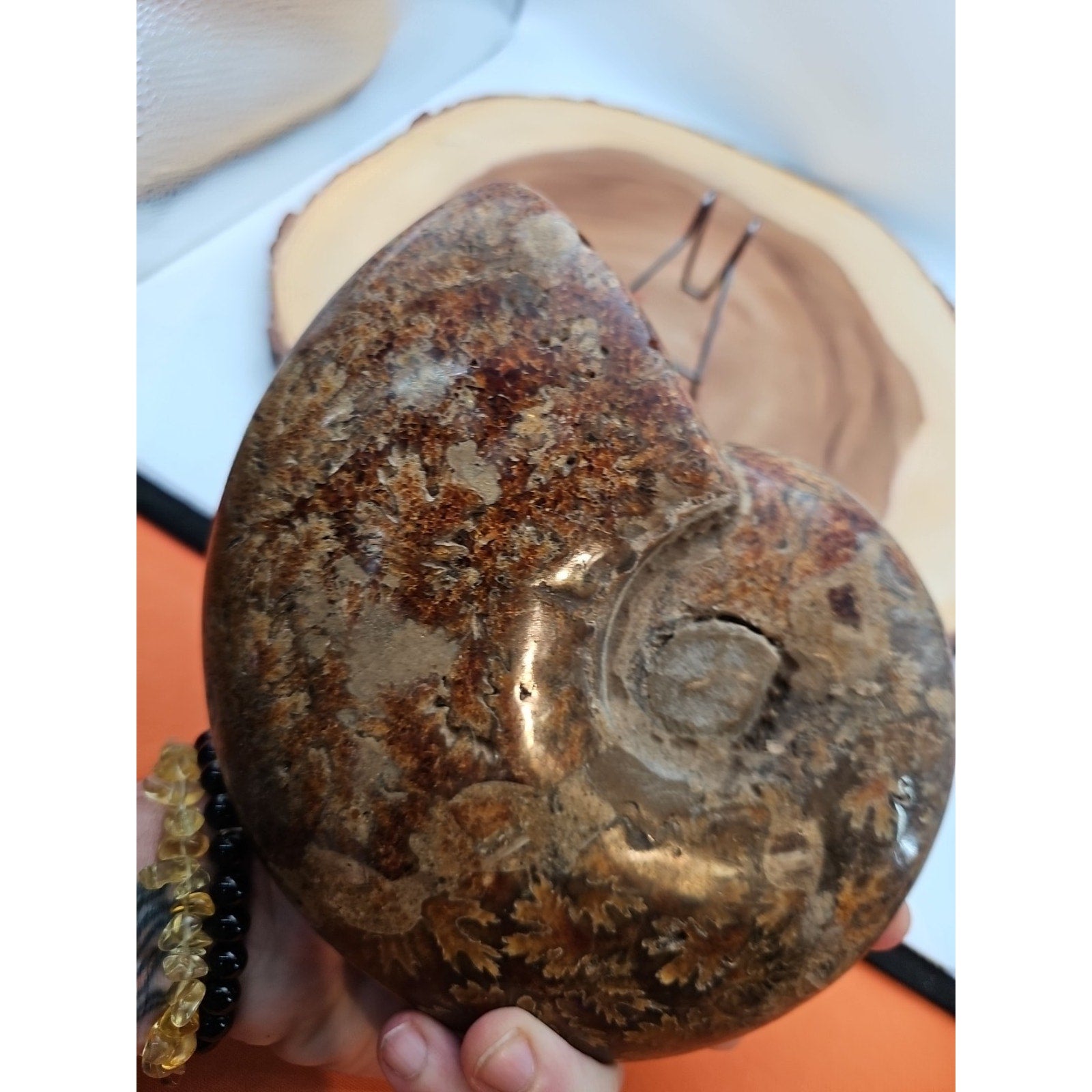 2.36LB Rare! Natural Ammonite Fossil Specimen Shell Madagascar by CrystalCloud Company