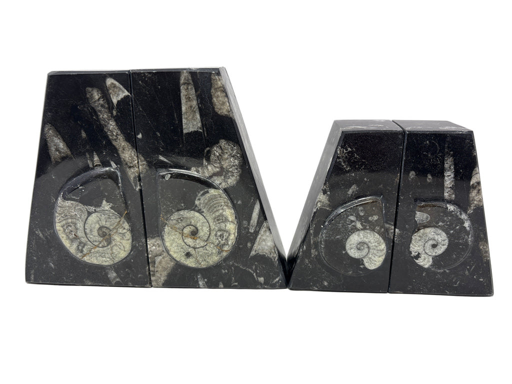 Ammonite and Orthoceras Fossil Bookends in Black Seabed - Trapezoid