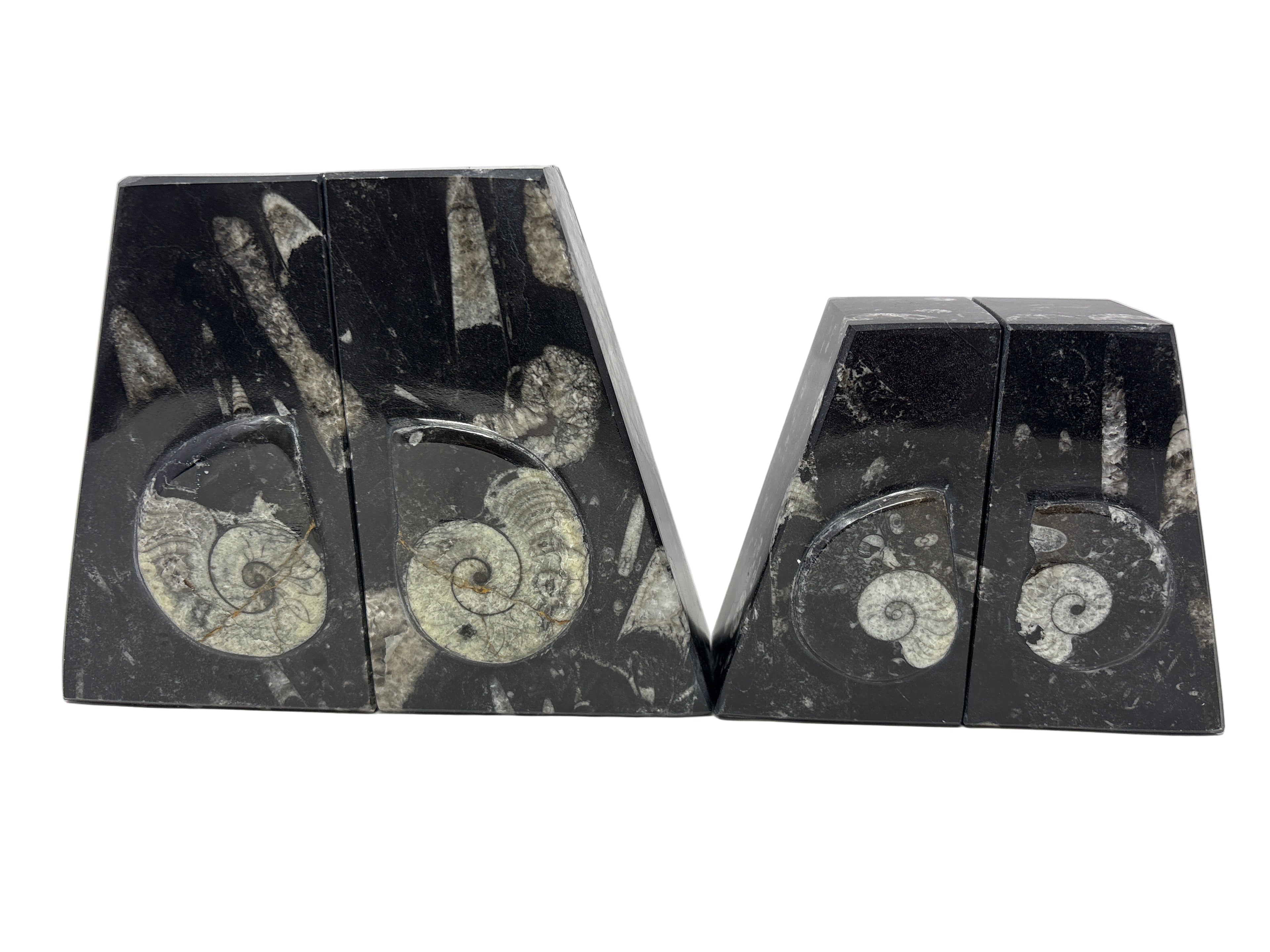 Ammonite and Orthoceras Fossil Bookends in Black Seabed - Trapezoid