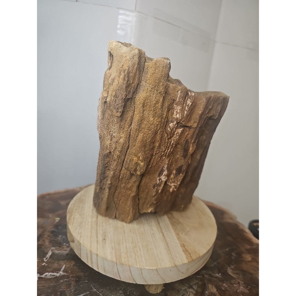 ❤️‍🔥Texas Petrified Wood! Raw Cool Details W/Stand Great Display by CrystalCloud Company