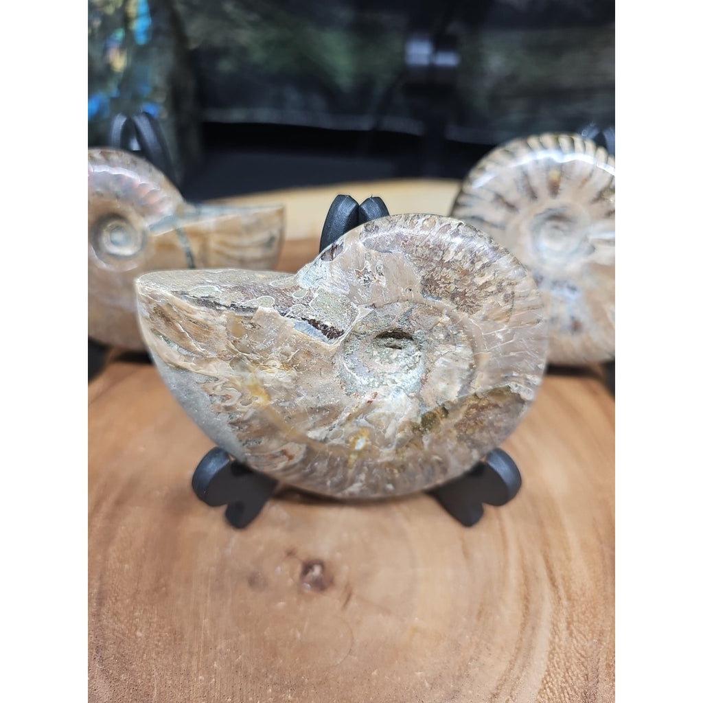1 Each Ammonite Fossil Polished From Madagascar 145-175 Grams W/stand by CrystalCloud Company