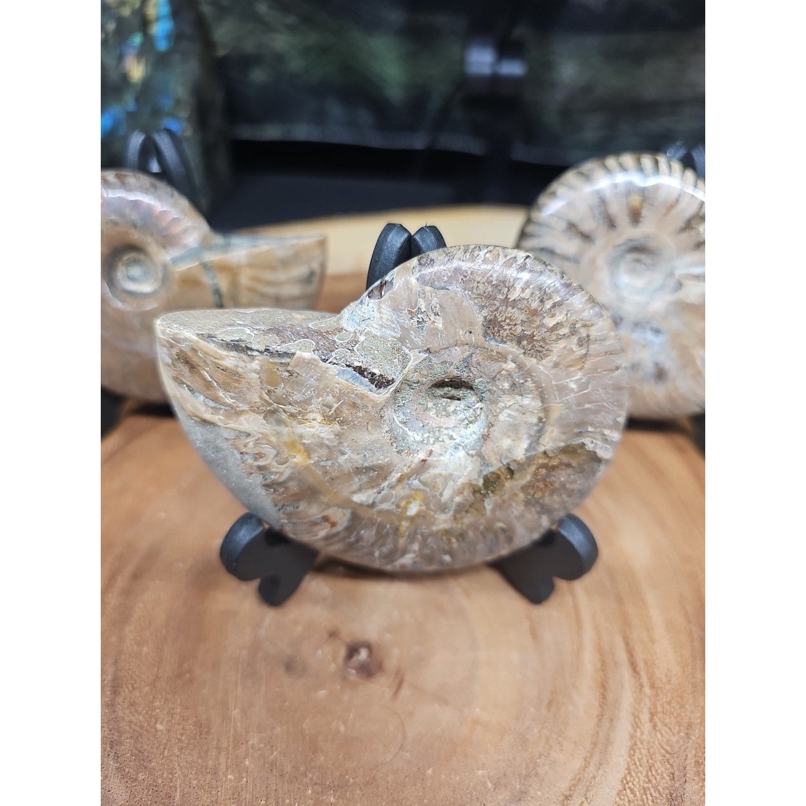 1 Each Ammonite Fossil Polished From Madagascar 145-175 Grams W/stand by CrystalCloud Company