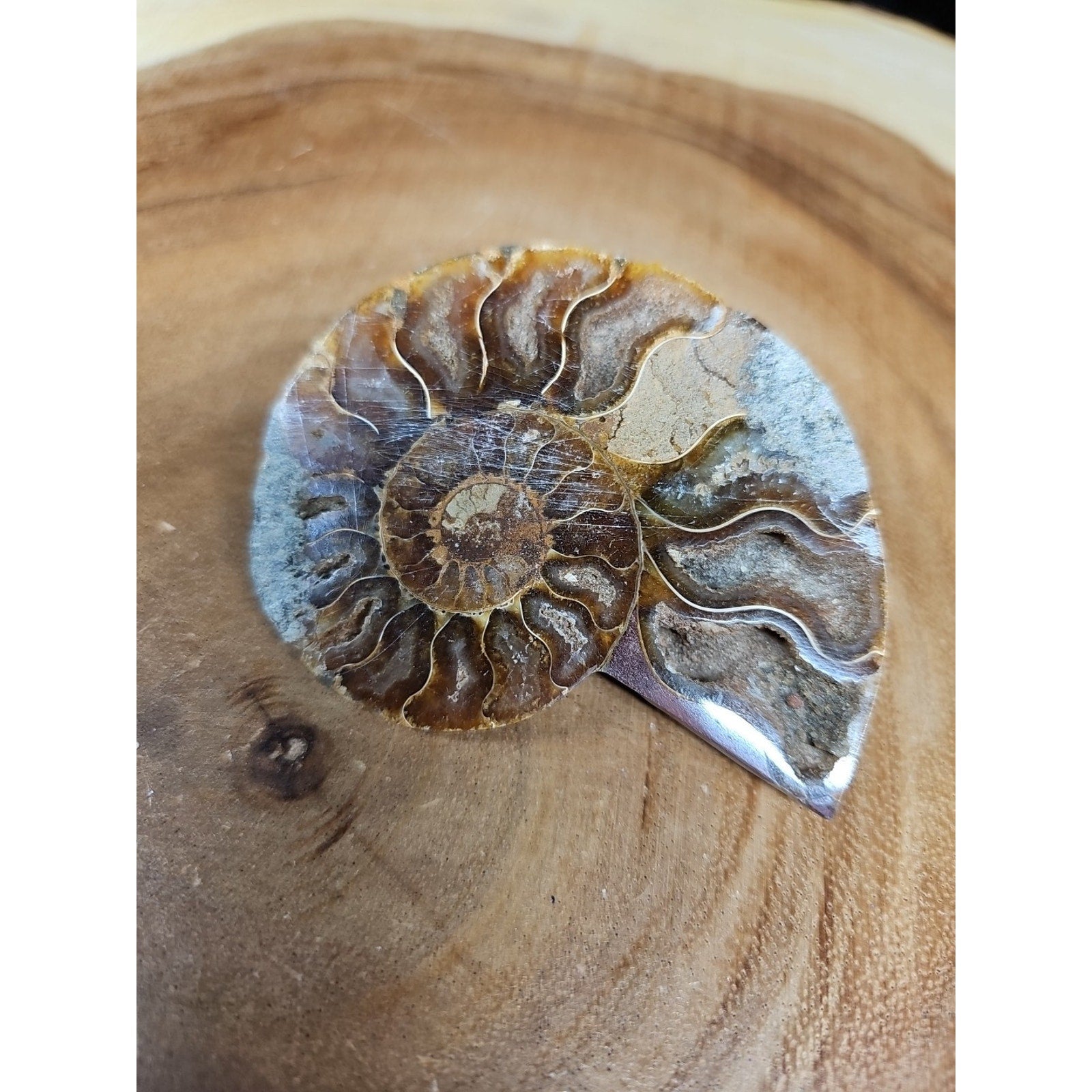 Ammonite Fossil Small 52g by CrystalCloud Company
