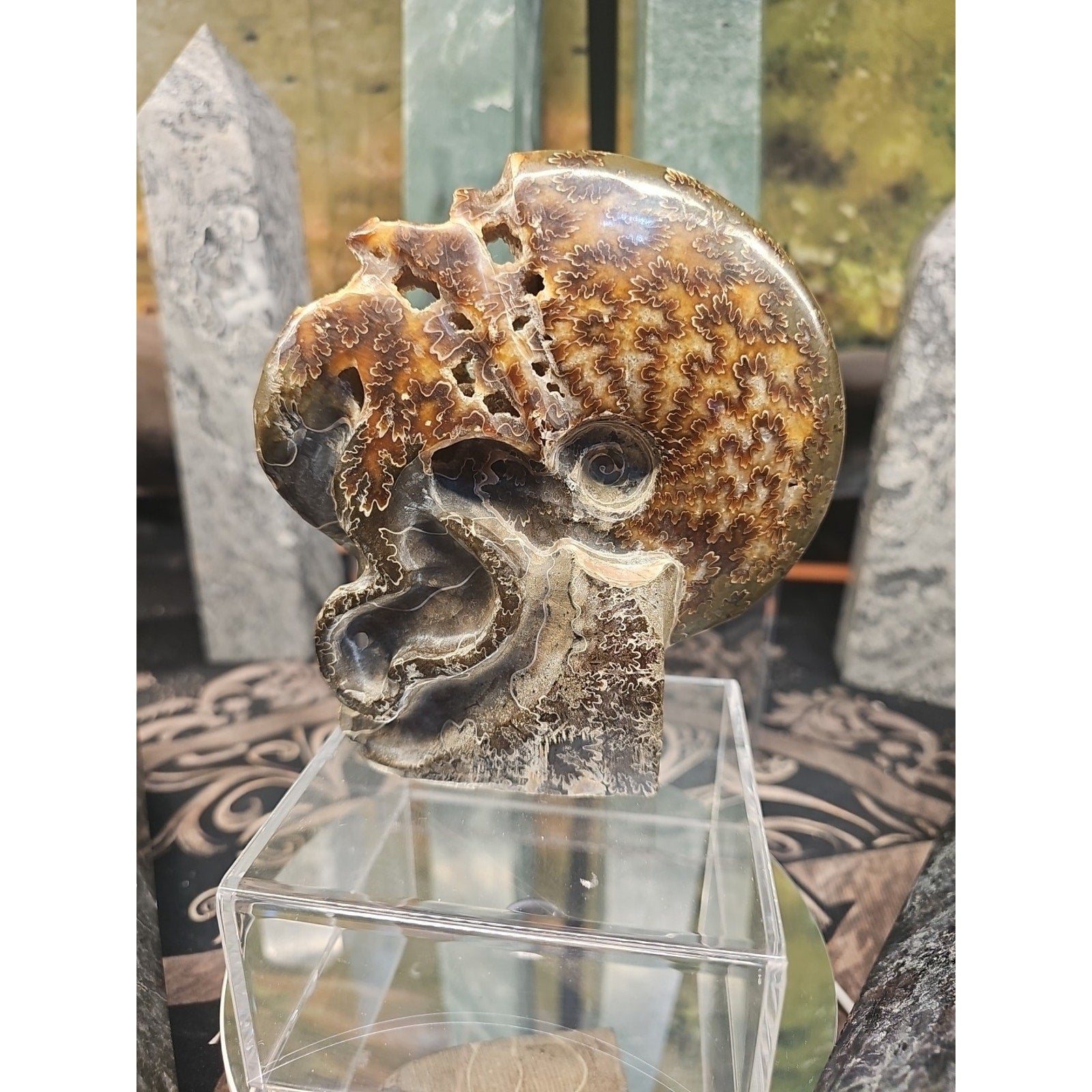 1.32LB Rare! Natural Tentacle Ammonite FossilSpecimen Shell Healing Madagascar by CrystalCloud Company