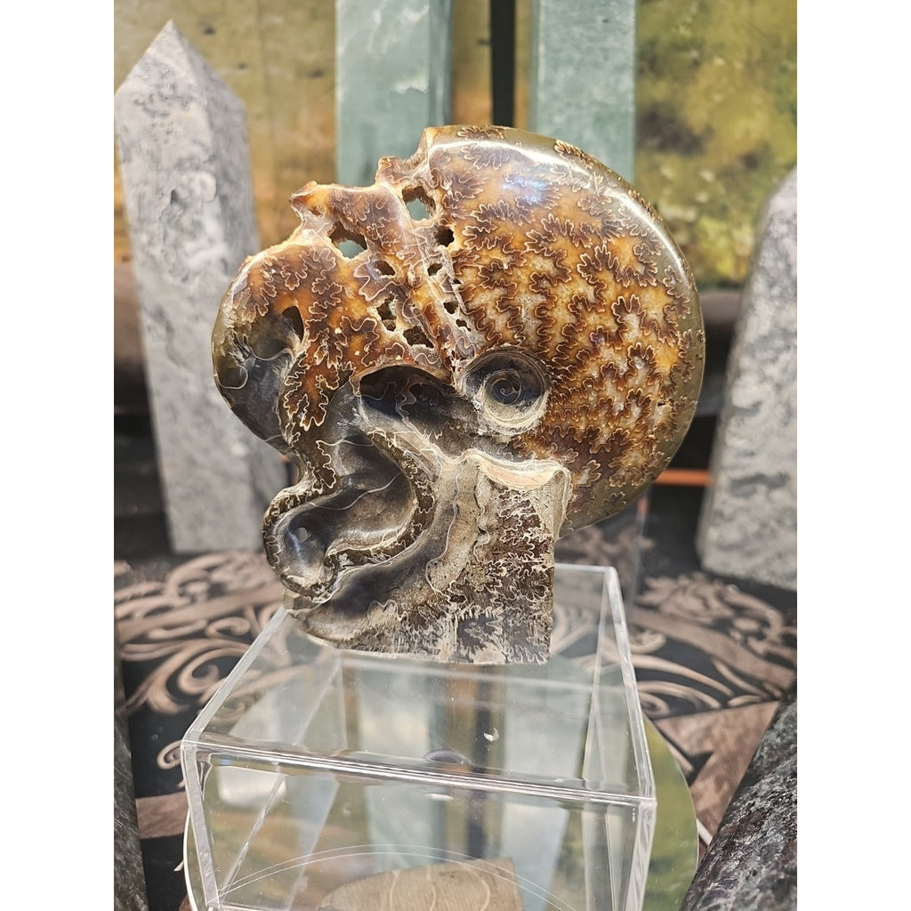 Natural Tentacle Ammonite Fossil Madagascar by CrystalCloud Company