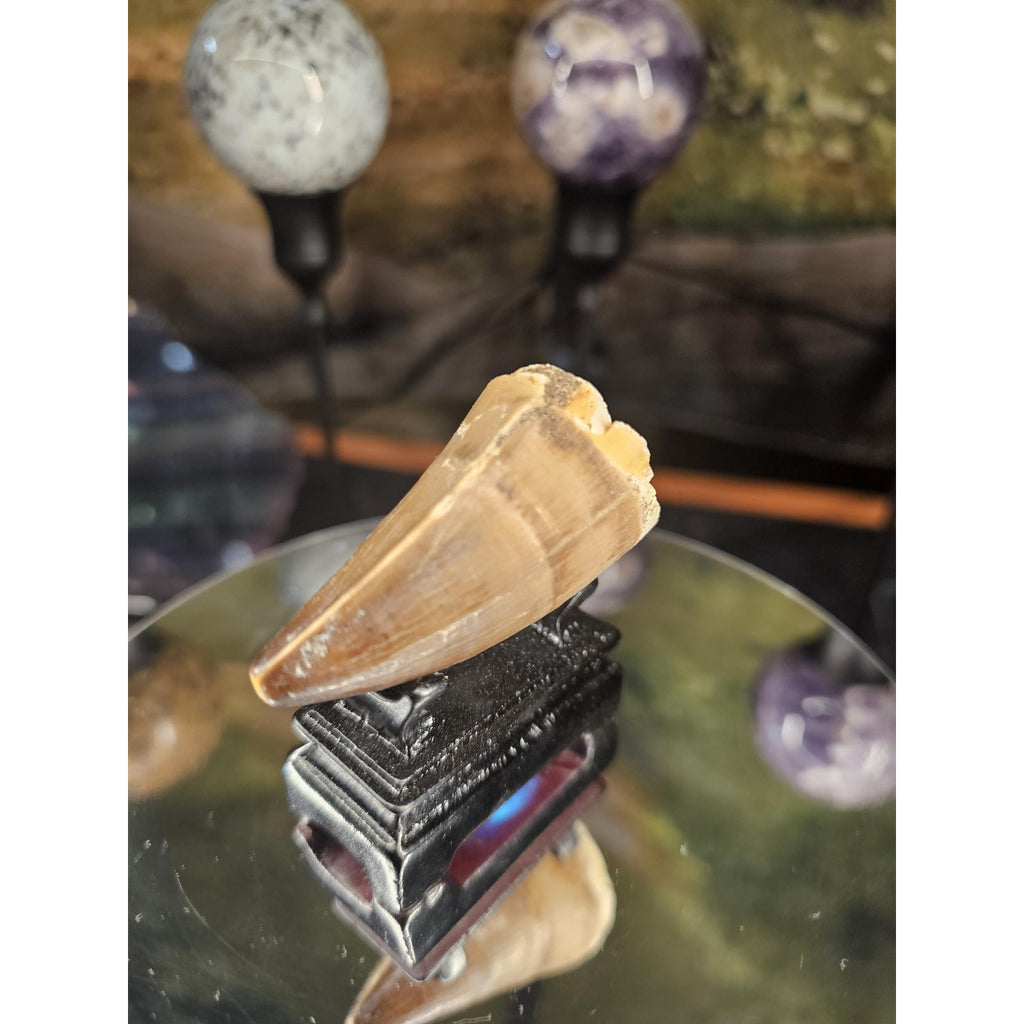 Mosasaurus Fossil Tooth by CrystalCloud Company