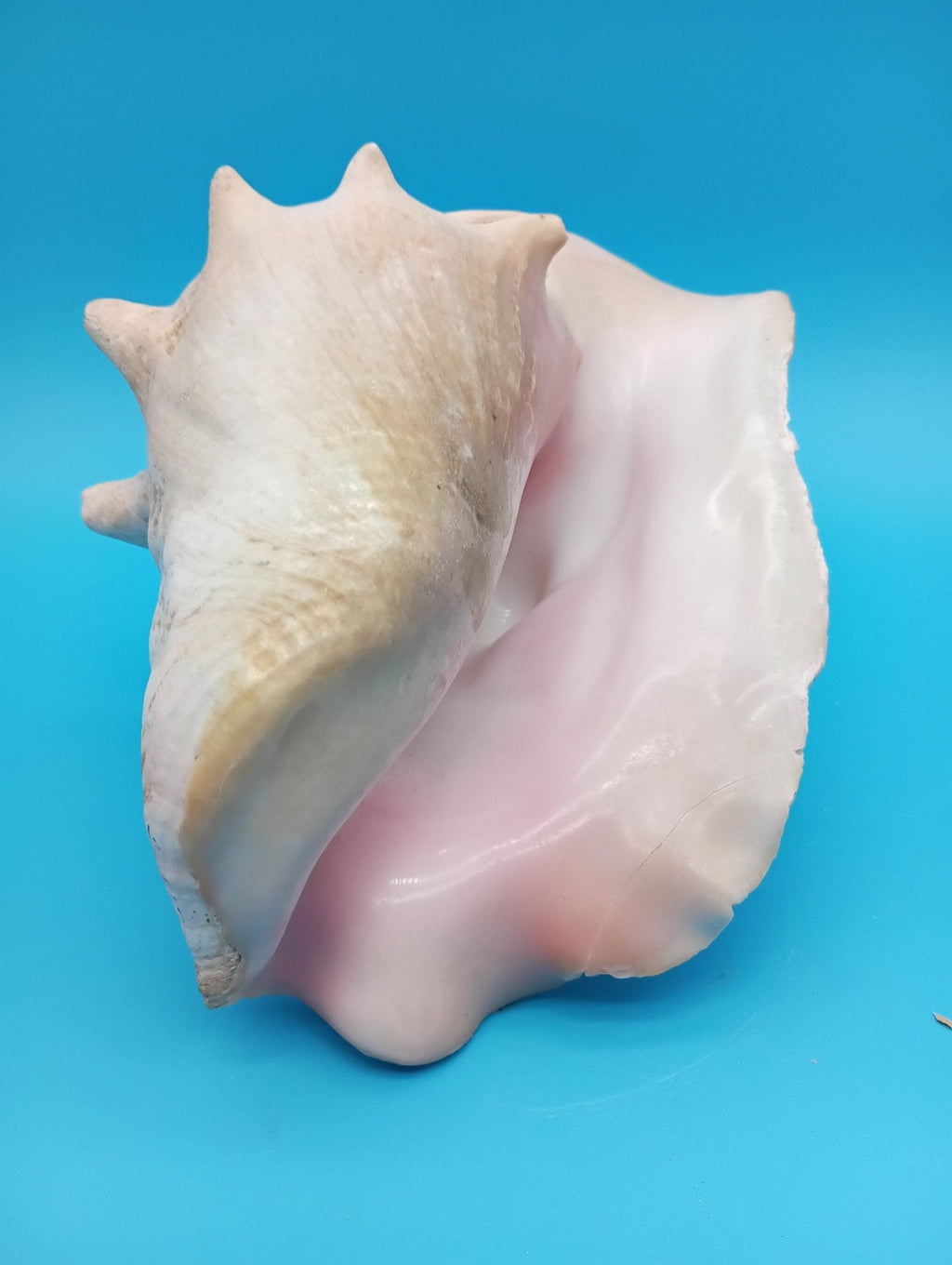 Pink Queen Conch Display Shell- Not Pierced (Strombus gigas)