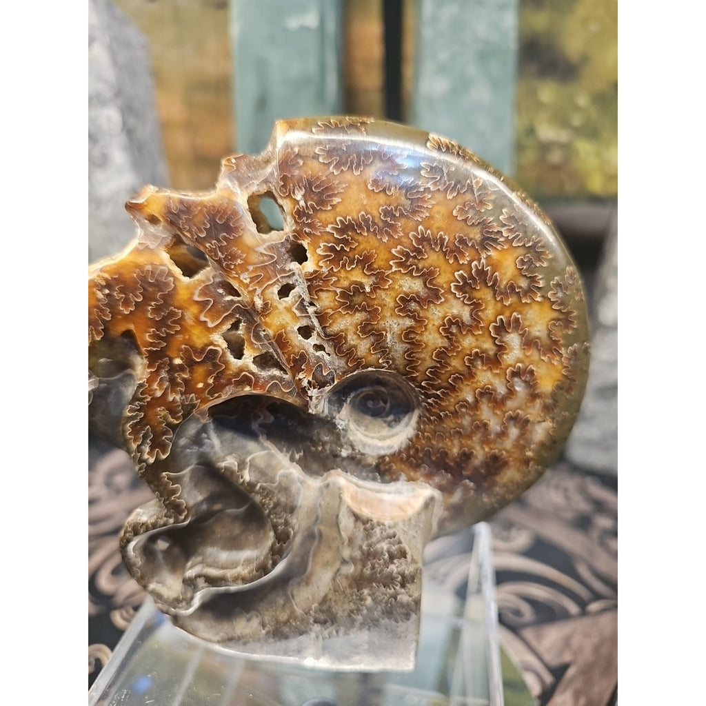 1.32LB Rare! Natural Tentacle Ammonite FossilSpecimen Shell Healing Madagascar by CrystalCloud Company