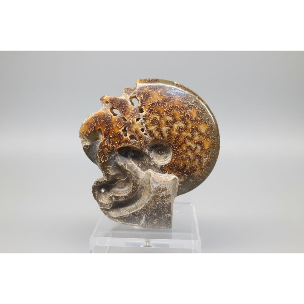 Natural Tentacle Ammonite Fossil Madagascar by CrystalCloud Company