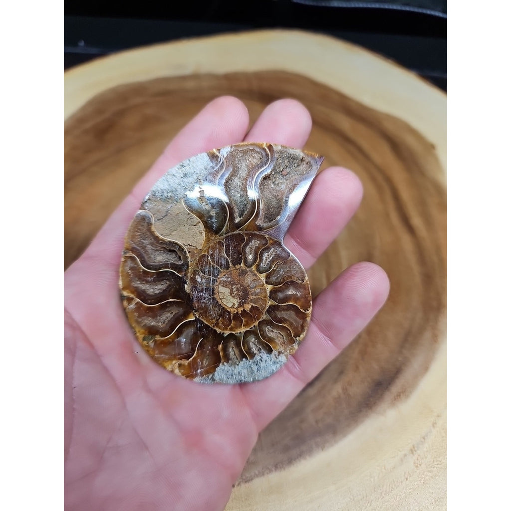 Ammonite Fossil Small 52g by CrystalCloud Company