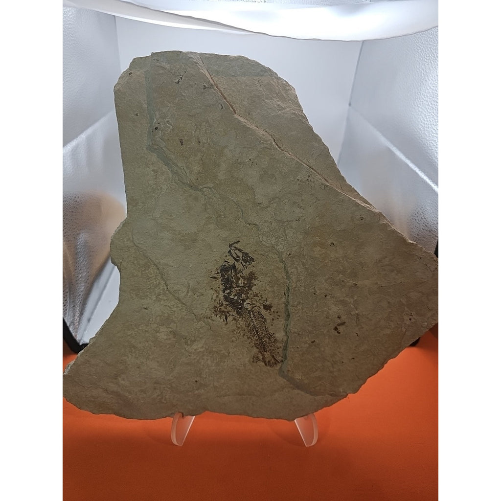 6lbs Fish fossil plate W/stand by CrystalCloud Company