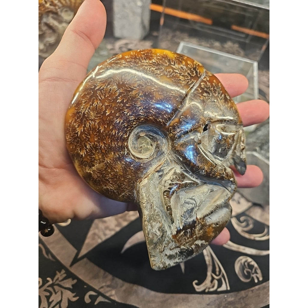 1.26LB Rare! Natural Tentacle Ammonite FossilSpecimen Shell Healing Madagascar by CrystalCloud Company