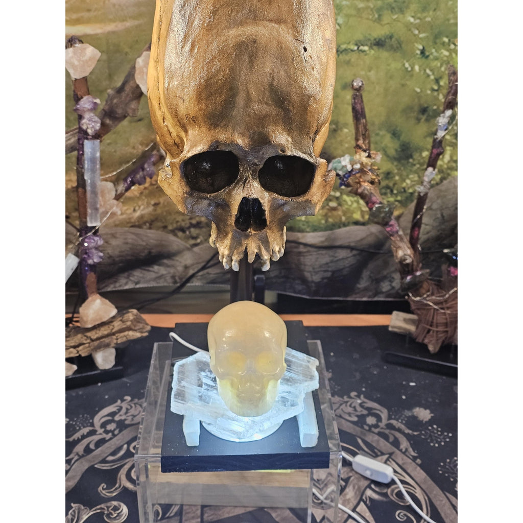 Skull Statement Piece by CrystalCloud Company