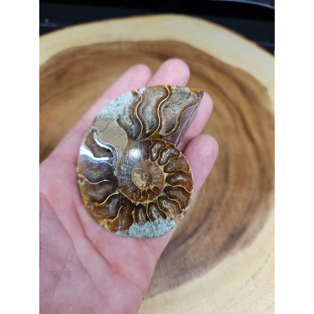 Ammonite Fossil Small 52g by CrystalCloud Company