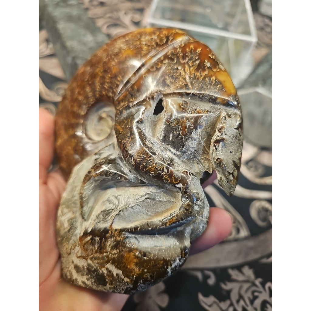 1.26LB Rare! Natural Tentacle Ammonite FossilSpecimen Shell Healing Madagascar by CrystalCloud Company