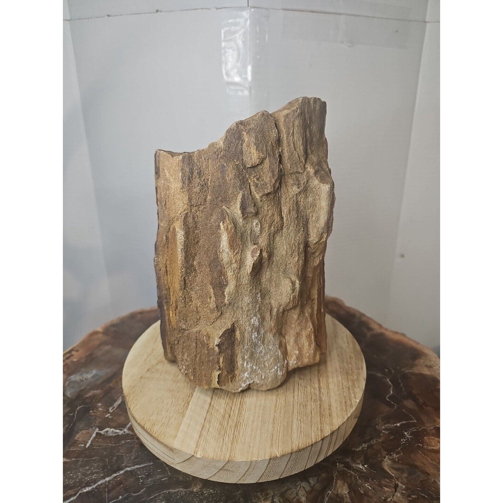 ❤️‍🔥Texas Petrified Wood! Raw Cool Details W/Stand Great Display by CrystalCloud Company