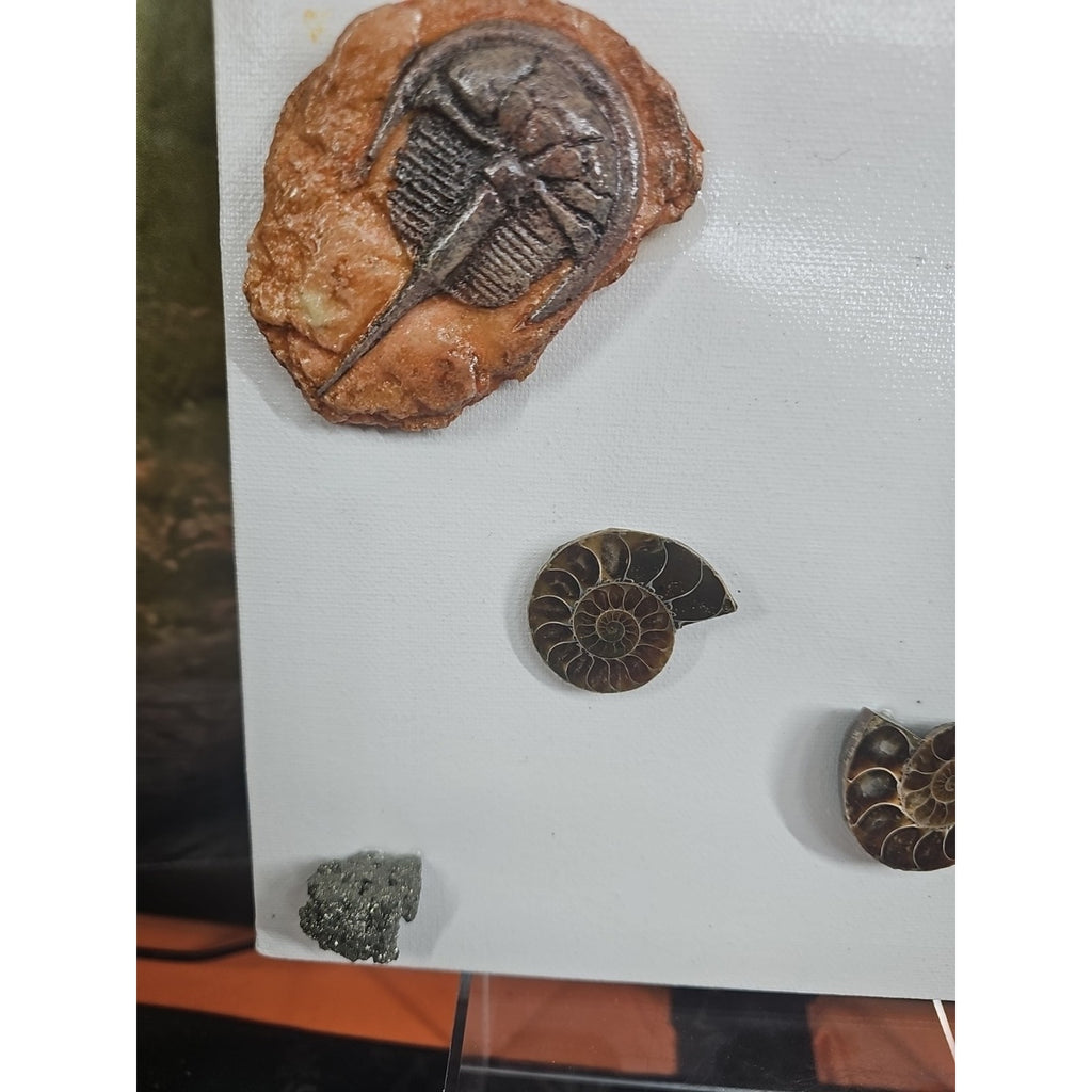 Ammonite Fossil Polished Art by CrystalCloud Company