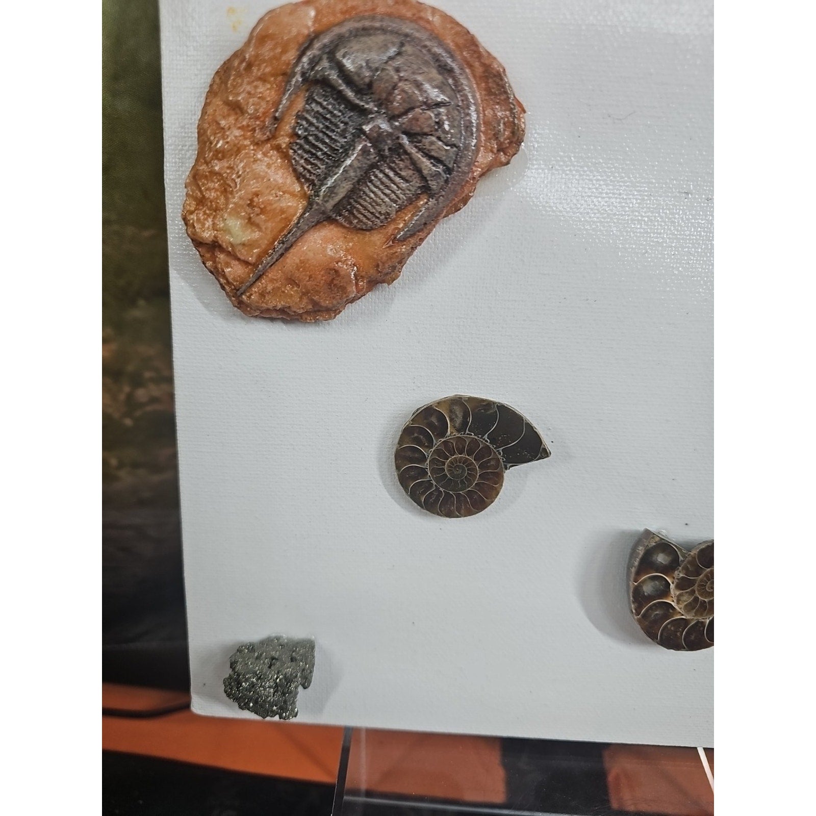 Ammonite Fossil Polished Art by CrystalCloud Company