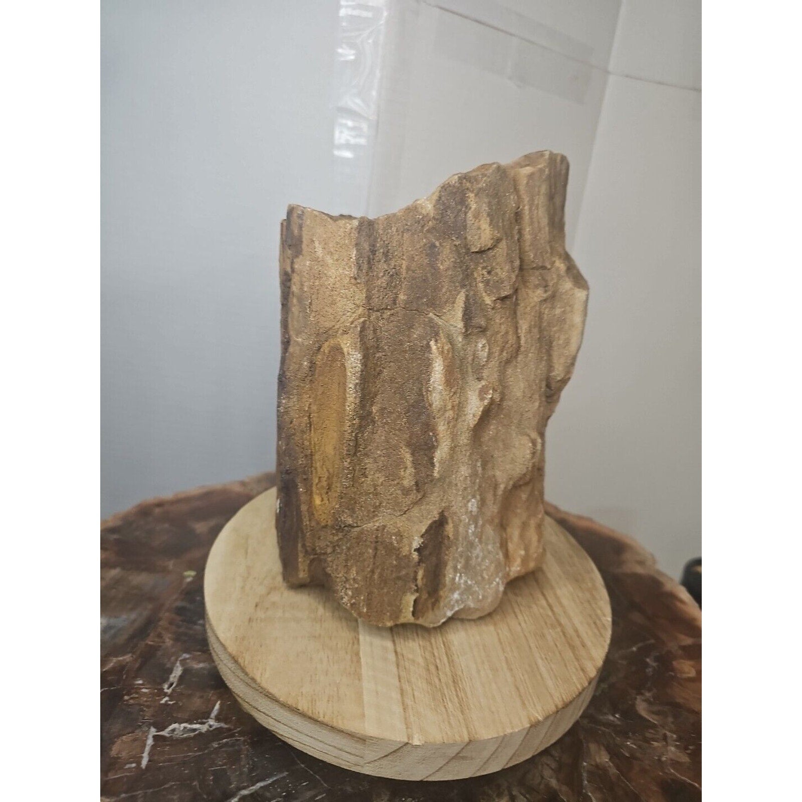 ❤️‍🔥Texas Petrified Wood! Raw Cool Details W/Stand Great Display by CrystalCloud Company