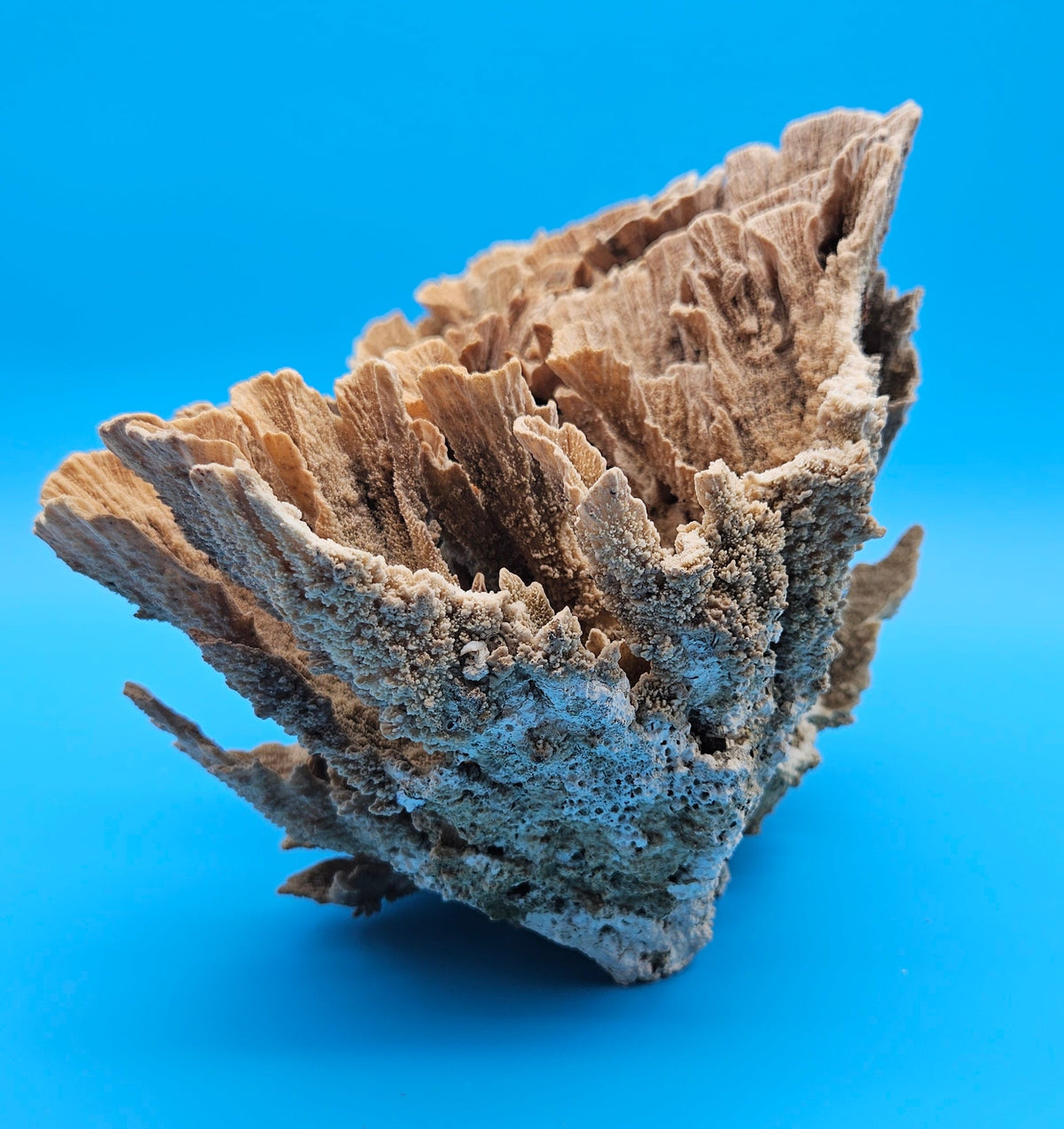 Natural Poca Coral Specimen 10-12” – (Montipora sp.)