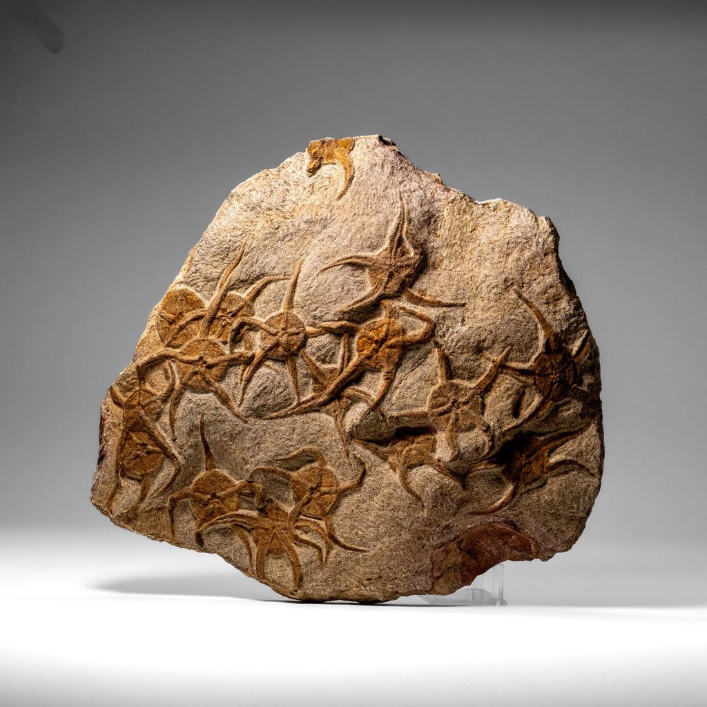 Genuine Ophiuroidea Brittle Star Fossil (8 lbs)