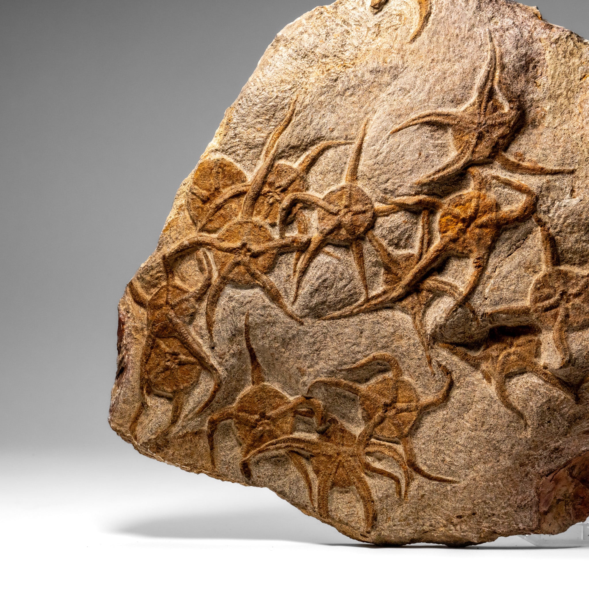Genuine Ophiuroidea Brittle Star Fossil (8 lbs)
